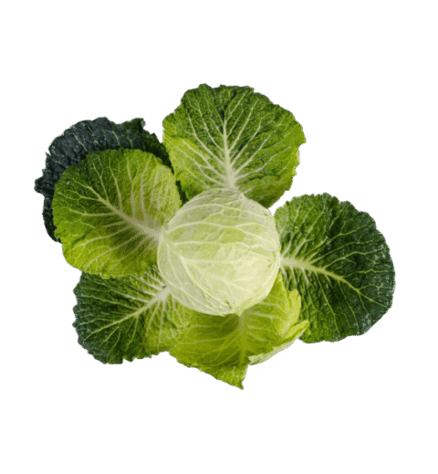 Organic Cabbage